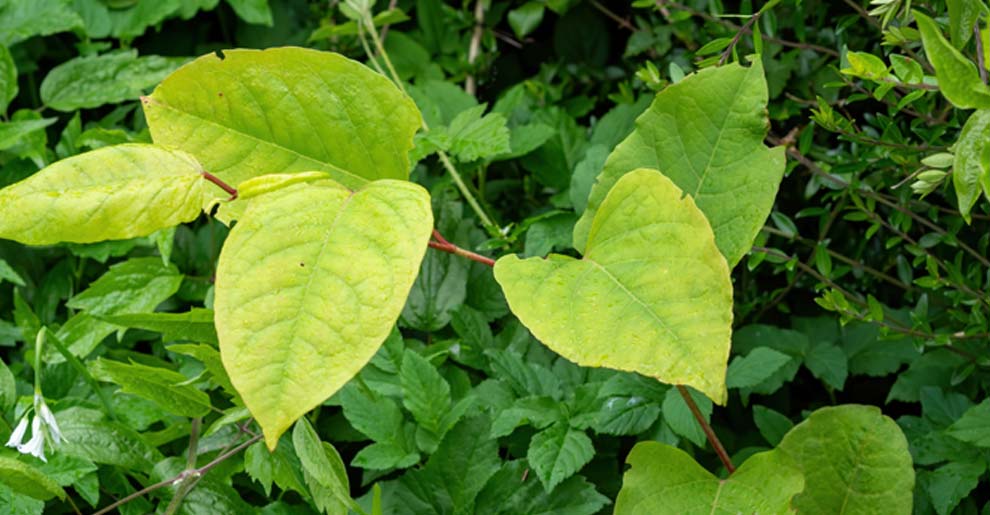 Japanese knotweed and residential property