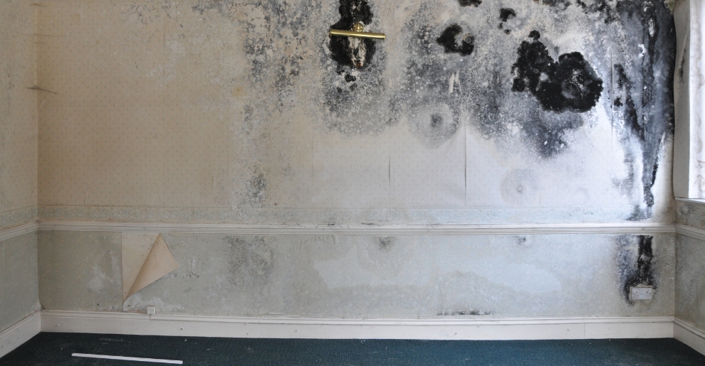 dampness mould in a property